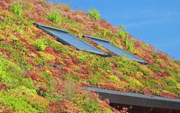 Sampford Brett living roof systems